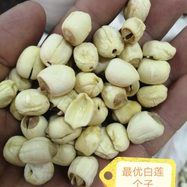 莲子，各种规格的莲子出售，颜色漂亮干度好，大量现货供应