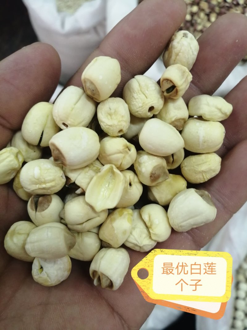 莲子，各种规格的莲子出售，颜色漂亮干度好，大量现货供应