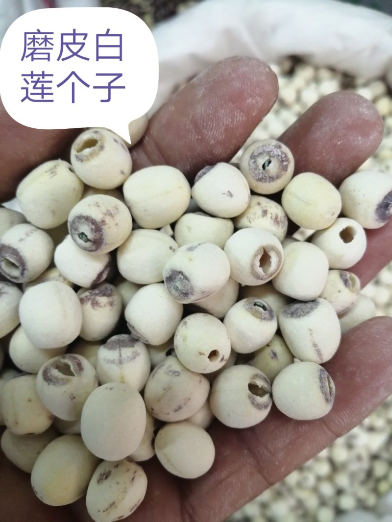 莲子，各种规格的莲子出售，颜色漂亮干度好，大量现货供应