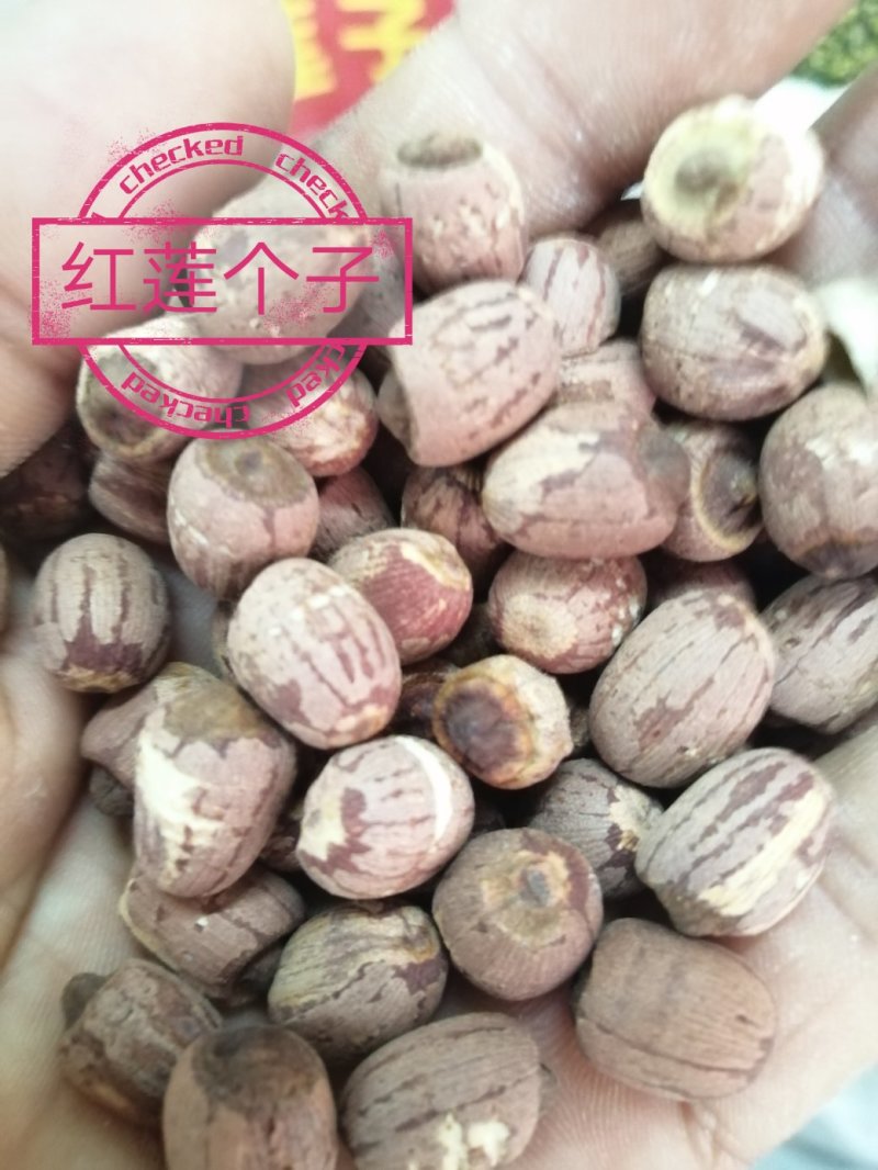 莲子，各种规格的莲子出售，颜色漂亮干度好，大量现货供应