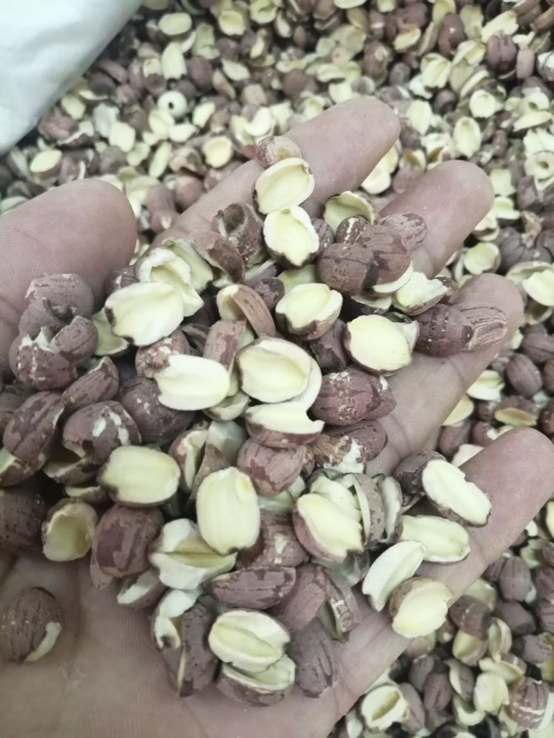 莲子，各种规格的莲子出售，颜色漂亮干度好，大量现货供应