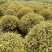 海桐球