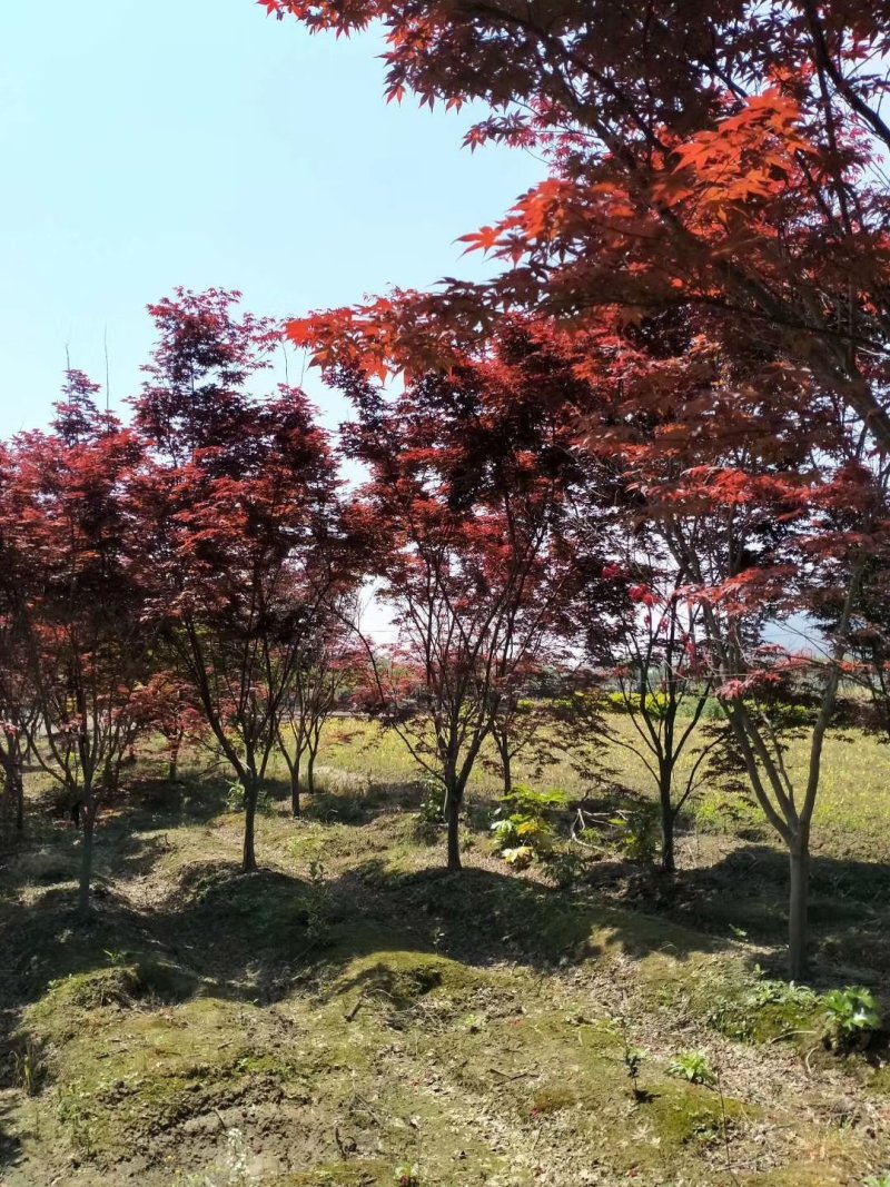 红叶李
