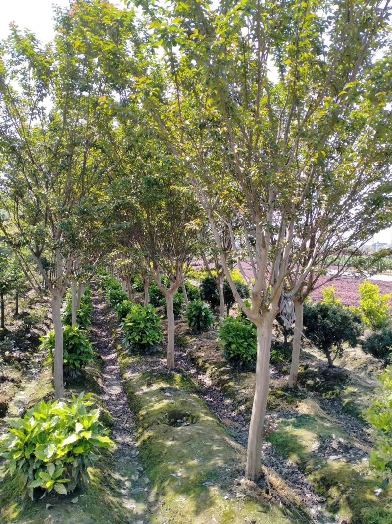 红叶李