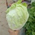 夏阳白菜2~3斤净菜现已大量上市，支持来款代收代发，