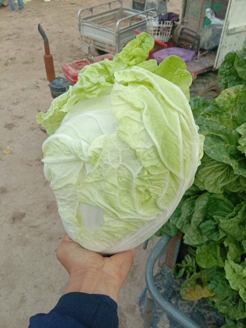 夏阳白菜2~3斤净菜现已大量上市，支持来款代收代发，