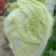 夏阳白菜2~3斤净菜现已大量上市，支持来款代收代发，