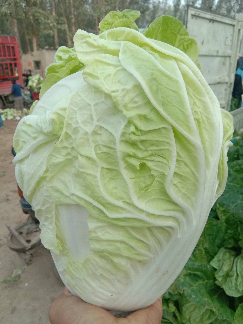夏阳白菜2~3斤净菜现已大量上市，支持来款代收代发，