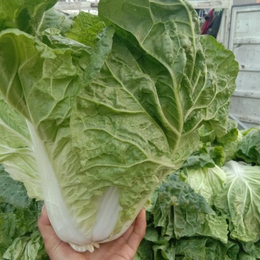 夏阳白菜2~3斤净菜现已大量上市，支持来款代收代发，