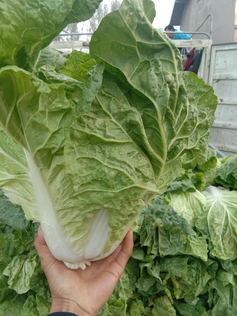 夏阳白菜2~3斤净菜现已大量上市，支持来款代收代发，
