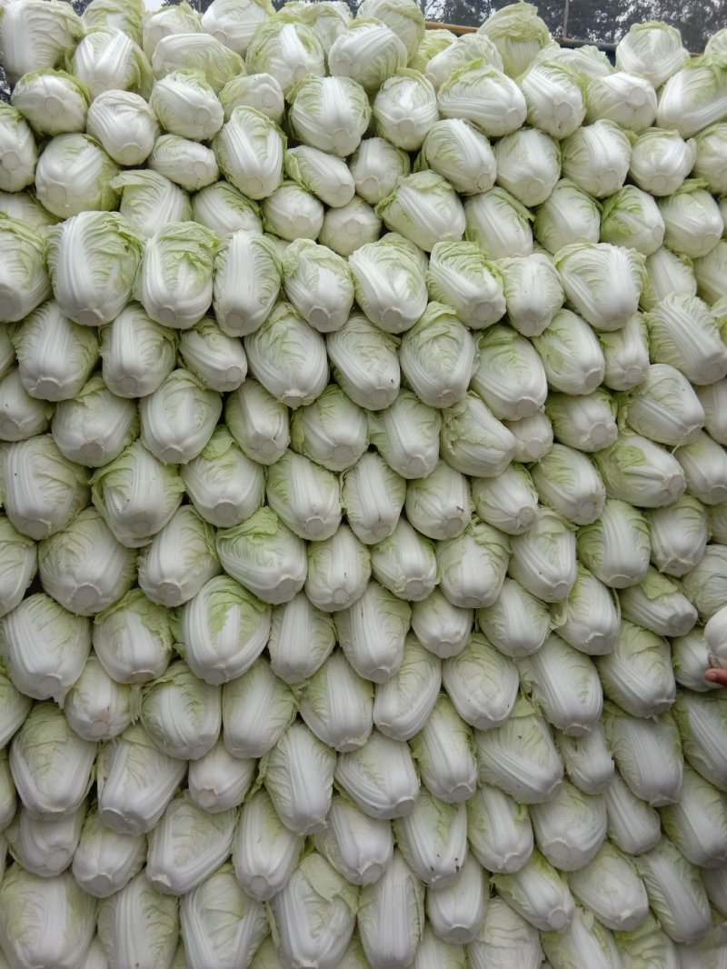 夏阳白菜2~3斤净菜现已大量上市，支持来款代收代发，