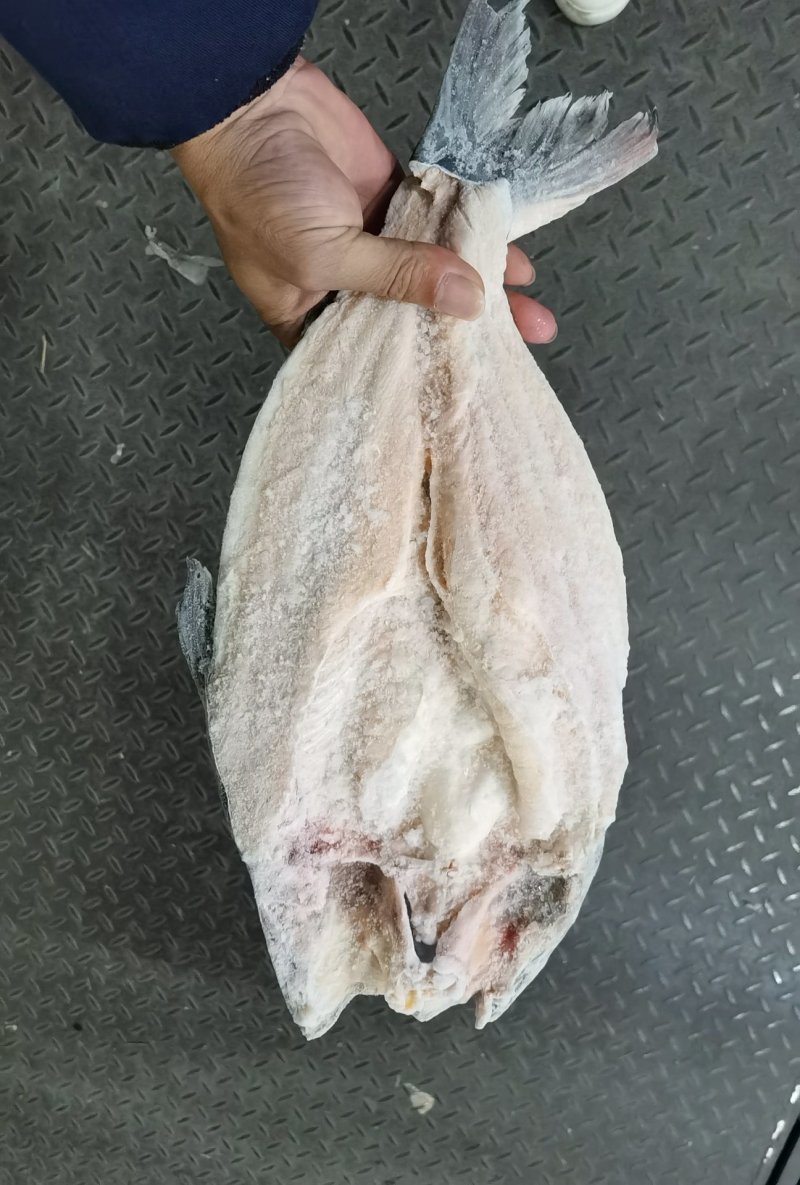 开背巴沙鱼，9成干冰开背巴沙鱼，厂家直供