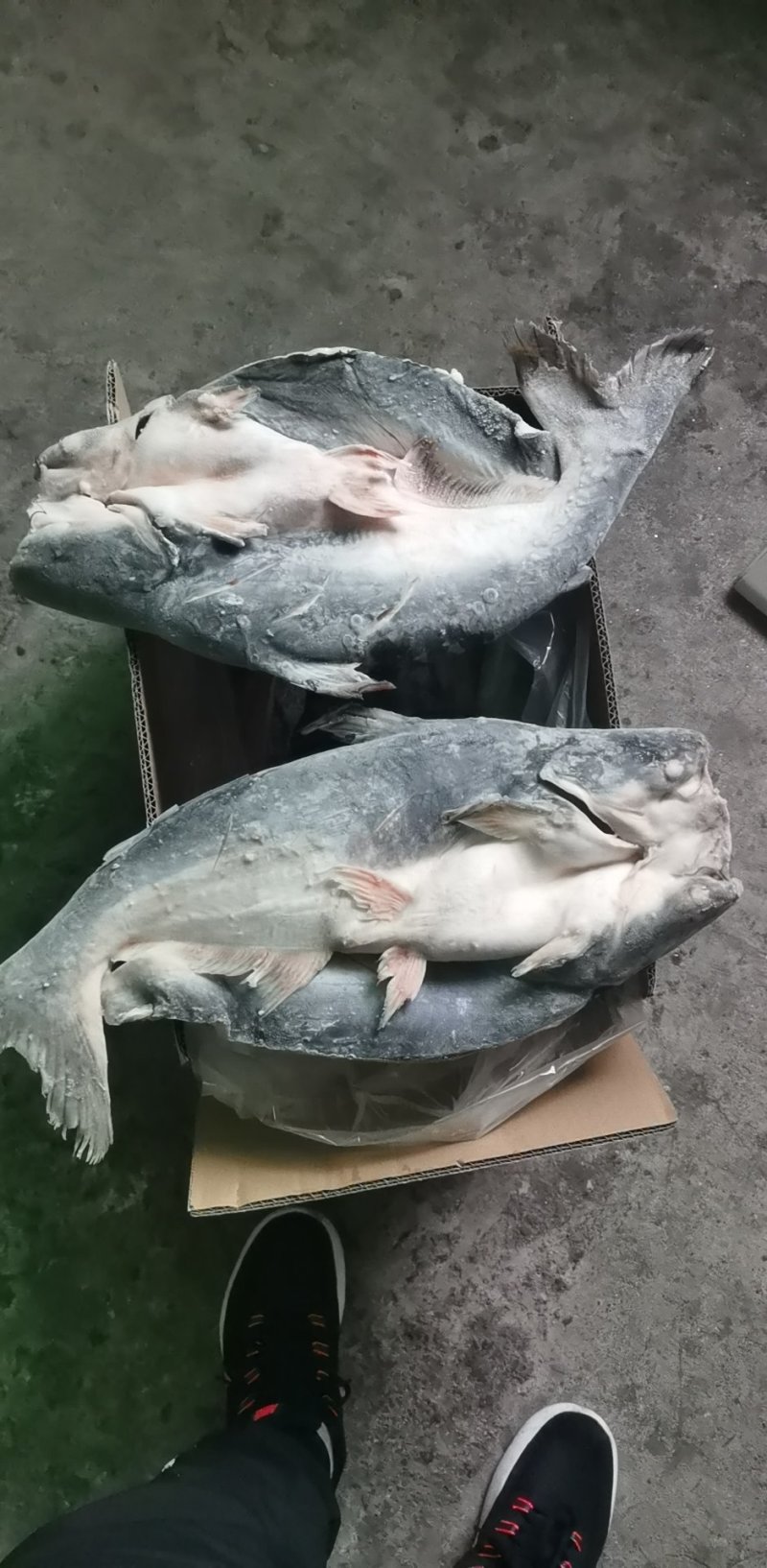 开背巴沙鱼，9成干冰开背巴沙鱼，厂家直供