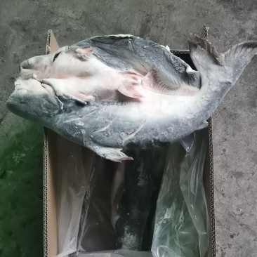 开背巴沙鱼，9成干冰开背巴沙鱼，厂家直供