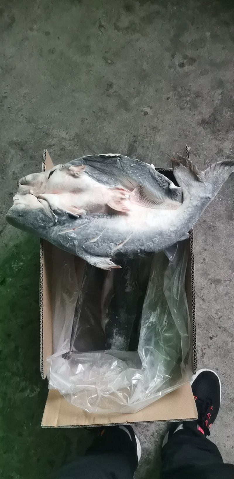 开背巴沙鱼，9成干冰开背巴沙鱼，厂家直供