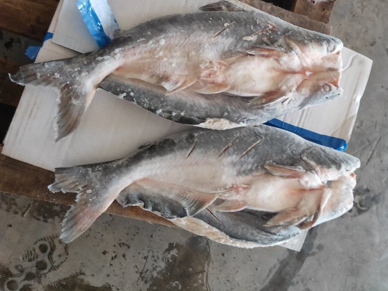 开背巴沙鱼，9成干冰开背巴沙鱼，厂家直供