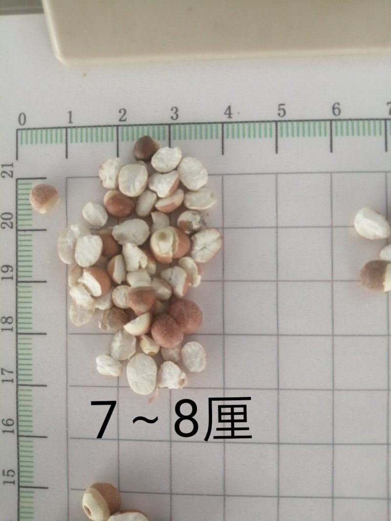 芡实，广东大肇实，大量现货供应，颜色漂亮干度好
