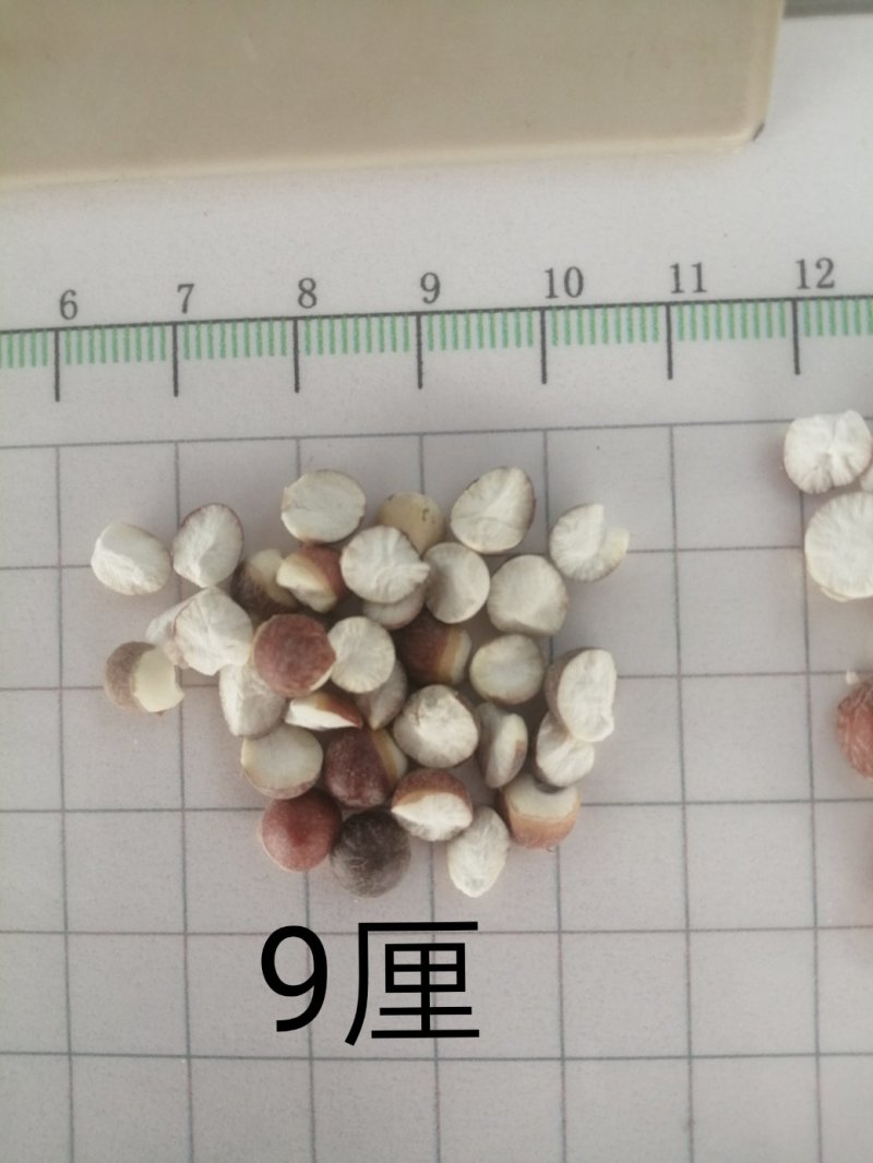 芡实，广东大肇实，大量现货供应，颜色漂亮干度好