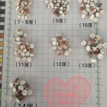 芡实，广东大肇实，大量现货供应，颜色漂亮干度好