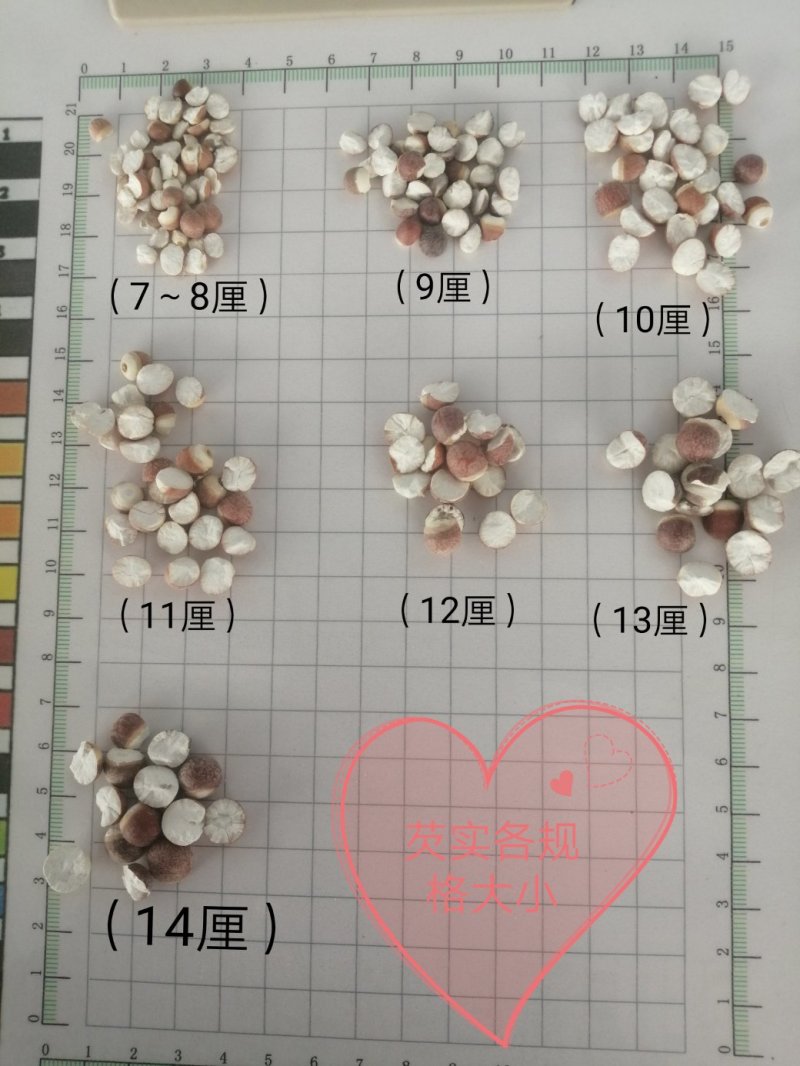 芡实，广东大肇实，大量现货供应，颜色漂亮干度好