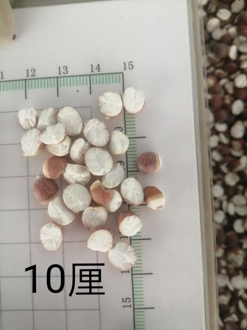 芡实，广东大肇实，大量现货供应，颜色漂亮干度好