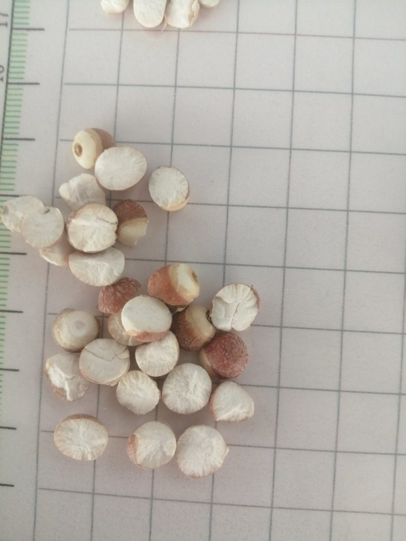 芡实，广东大肇实，大量现货供应，颜色漂亮干度好