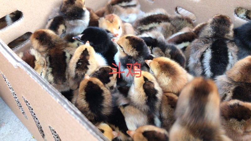 改良斗鸡出壳苗300只起发货