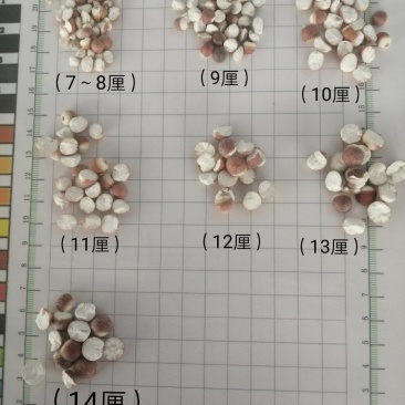 芡实，广东肇庆特产大肇实，大量现货供应！