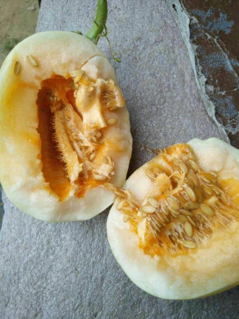 砀山东方蜜小甜瓜大量上市，价格便宜。