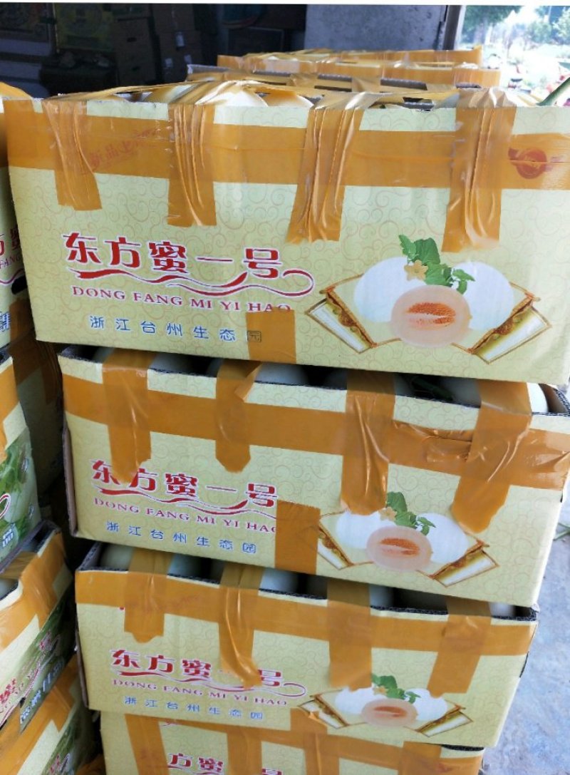 砀山东方蜜小甜瓜大量上市，价格便宜。