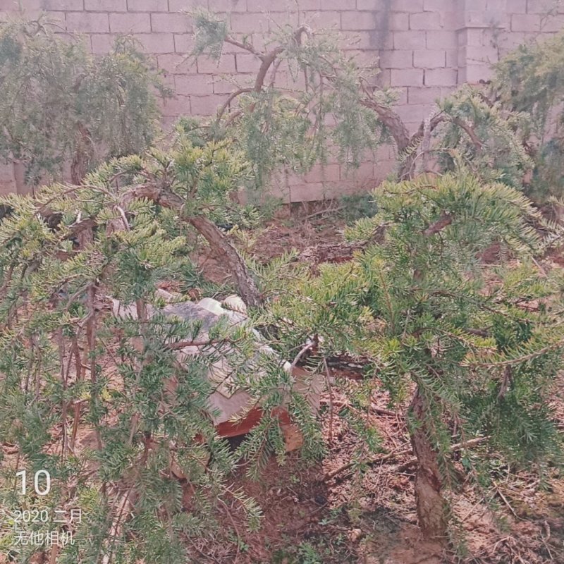 蓑衣龙树