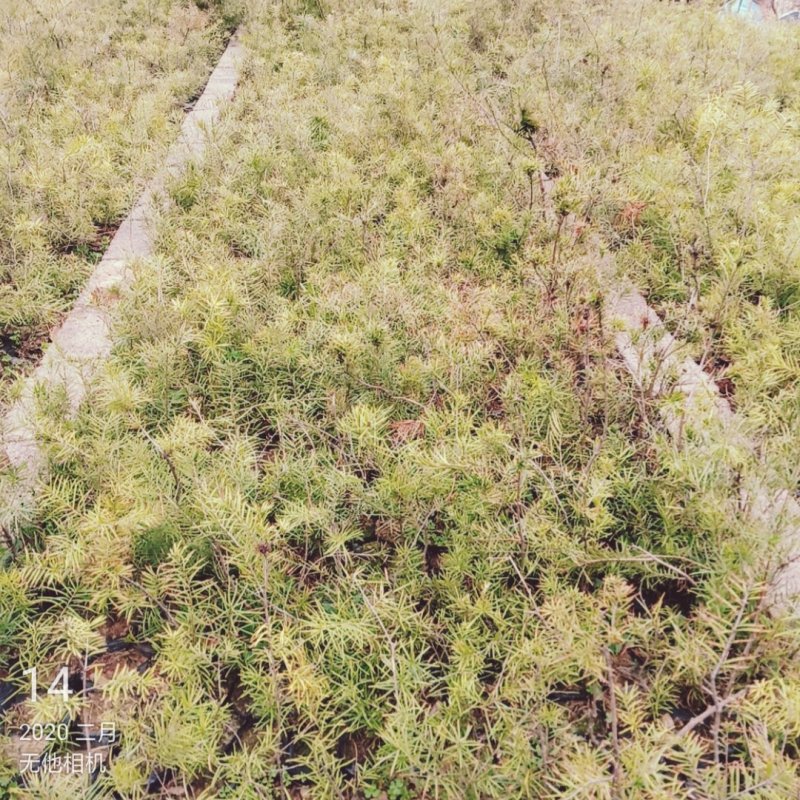 蓑衣龙树