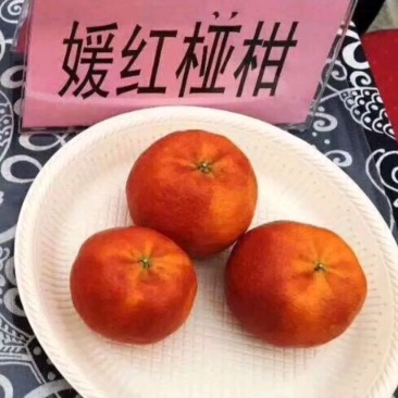 媛红碰柑枝条枝条老熟质量保证价格优惠