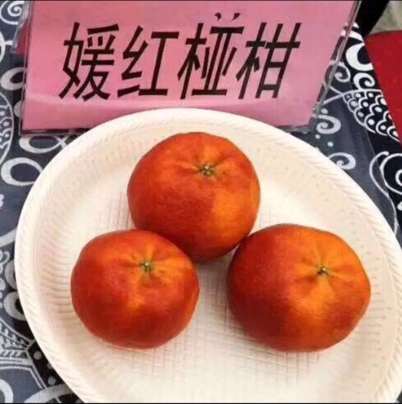 媛红碰柑枝条枝条老熟质量保证价格优惠