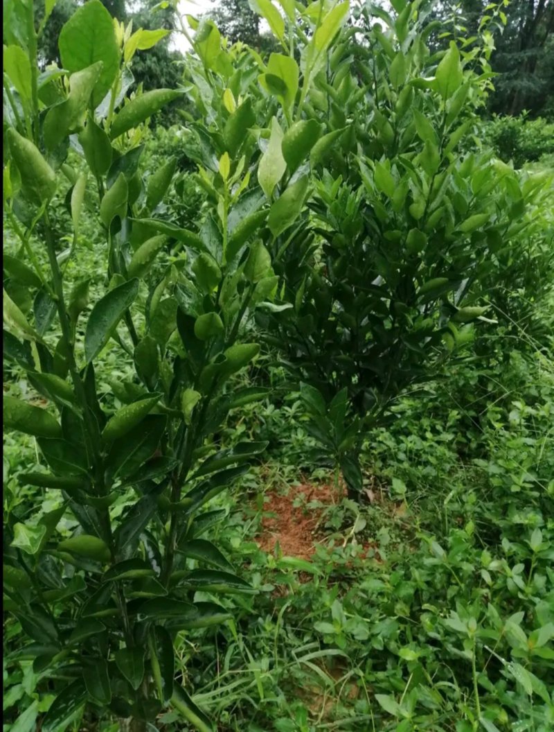 媛红碰柑枝条枝条老熟质量保证价格优惠