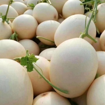 砀山小甜瓜、白沙蜜小甜瓜。大量上市质量好。量大从优。