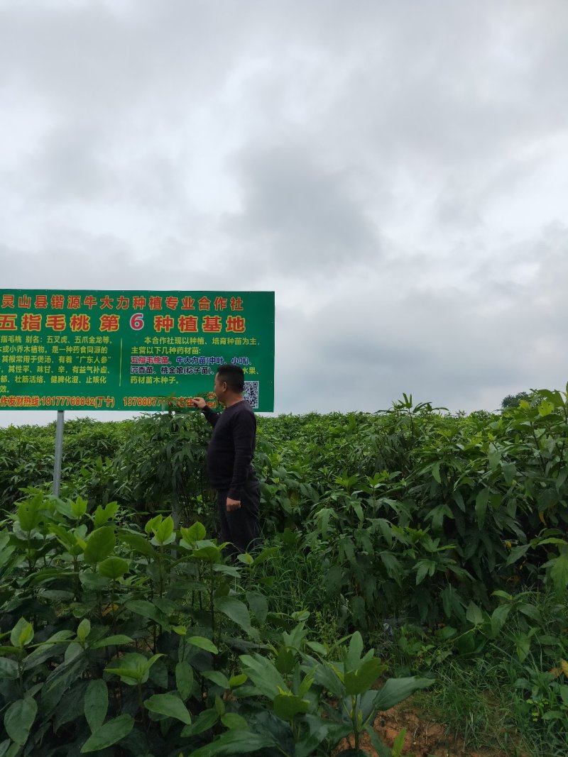 五指毛桃苗(中药材，药食同源两用产品，老少皆宜)
