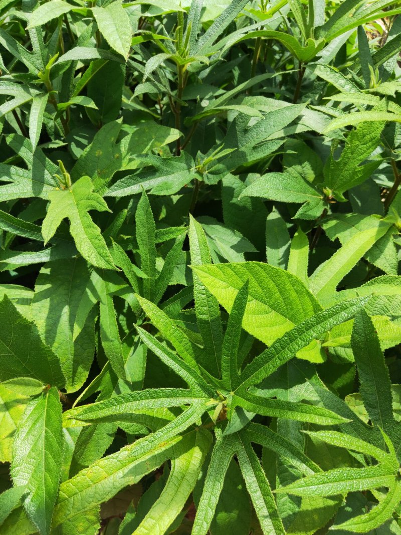 五指毛桃苗(中药材，药食同源两用产品，老少皆宜)