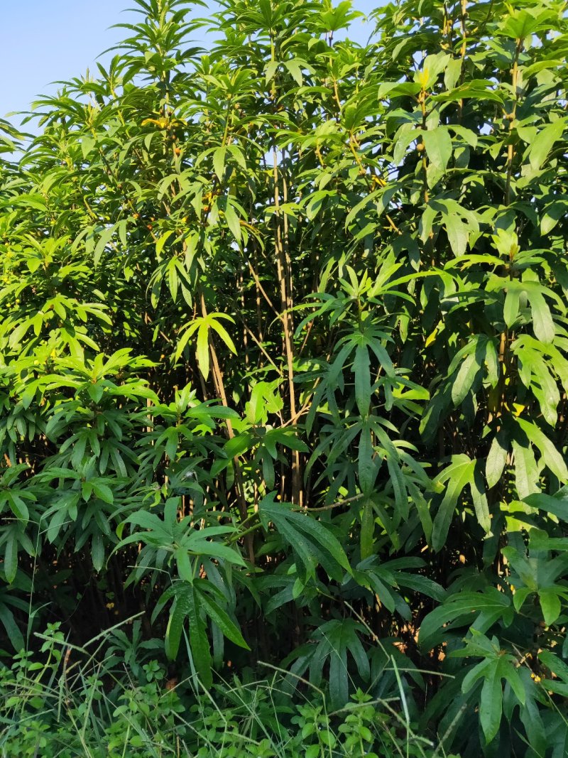 五指毛桃苗(中药材，药食同源两用产品，老少皆宜)