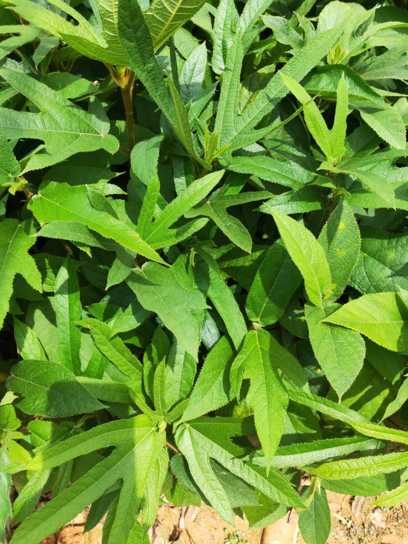 五指毛桃苗(中药材，药食同源两用产品，老少皆宜)