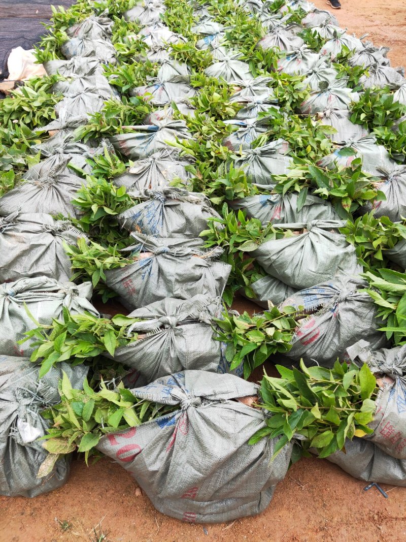 五指毛桃苗(中药材，药食同源两用产品，老少皆宜)