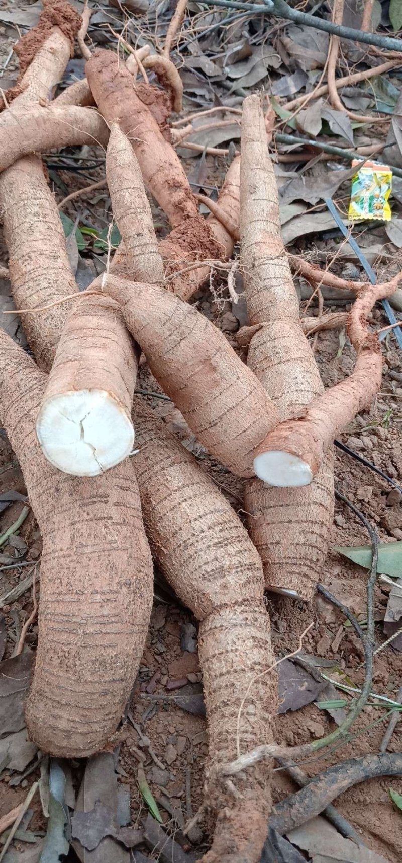 小叶牛大力苗(药食同源中药材)