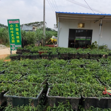 小叶牛大力苗(药食同源中药材)