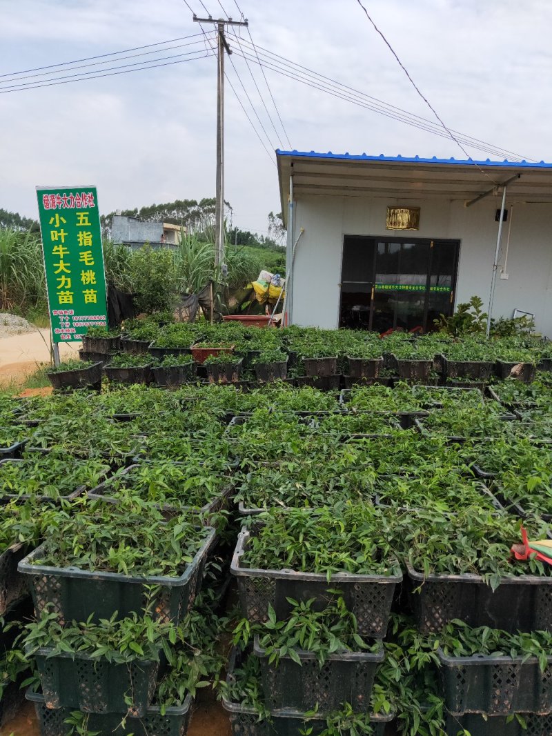 小叶牛大力苗(药食同源中药材)