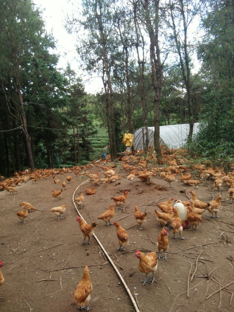大量出售童子鸡