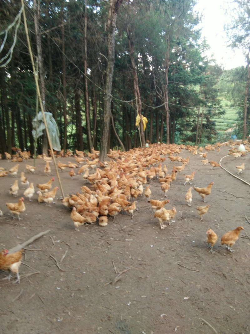 大量出售童子鸡
