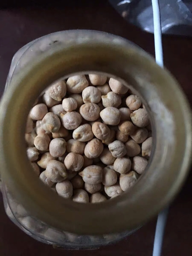 鹰嘴豆干鹰嘴豆药用鹰嘴豆1鸡心11111豆