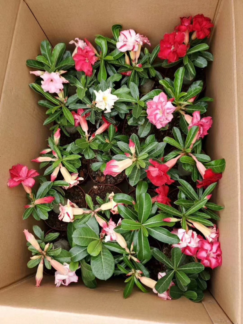 沙漠玫瑰沙漠玫瑰花卉盆栽优选品质基地直销
