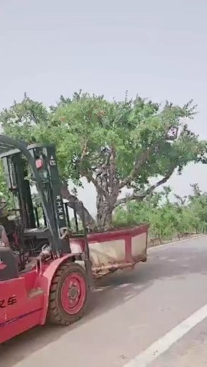 造型景观石榴树，规格齐全