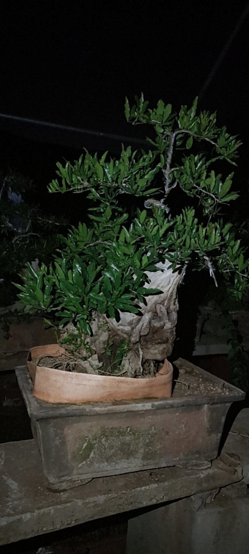 造型景观石榴树，规格齐全